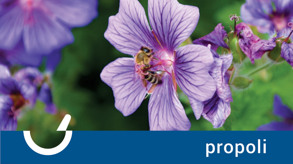 Propoli: usi e benefici di un rimedio millenario